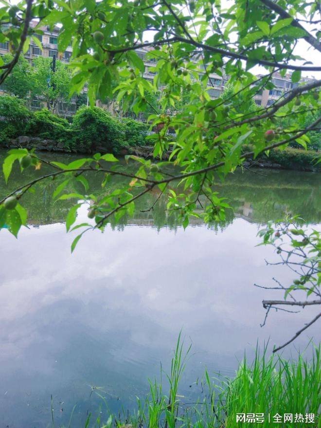 杭州萧山一小区河边景观树挂果！毛茸茸水灵灵河清柳绿环境真美(图4)